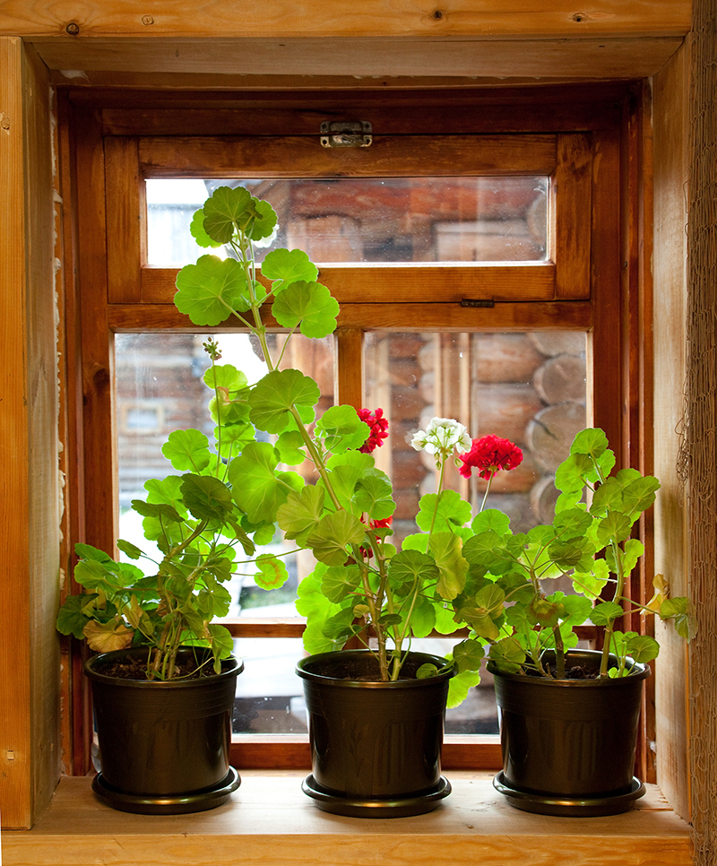 flowers  / of flowers 